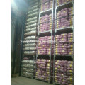 Chinese supplier of Jinxiang fresh garlic